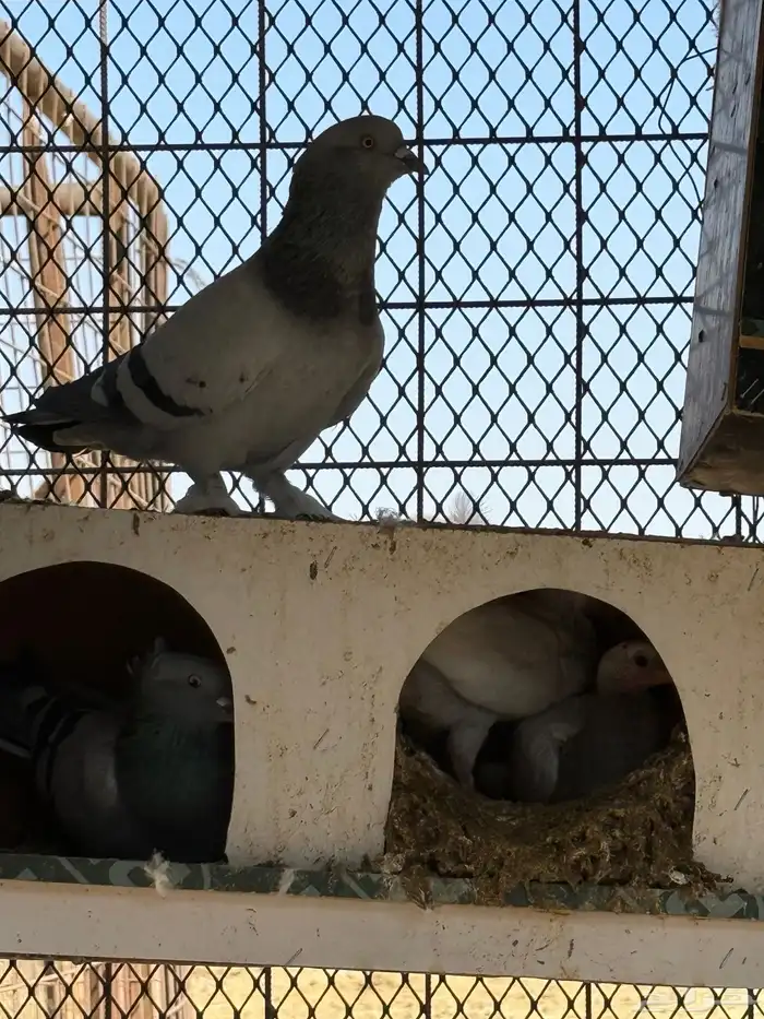 حمام تركي جميل جدا للبيع 7