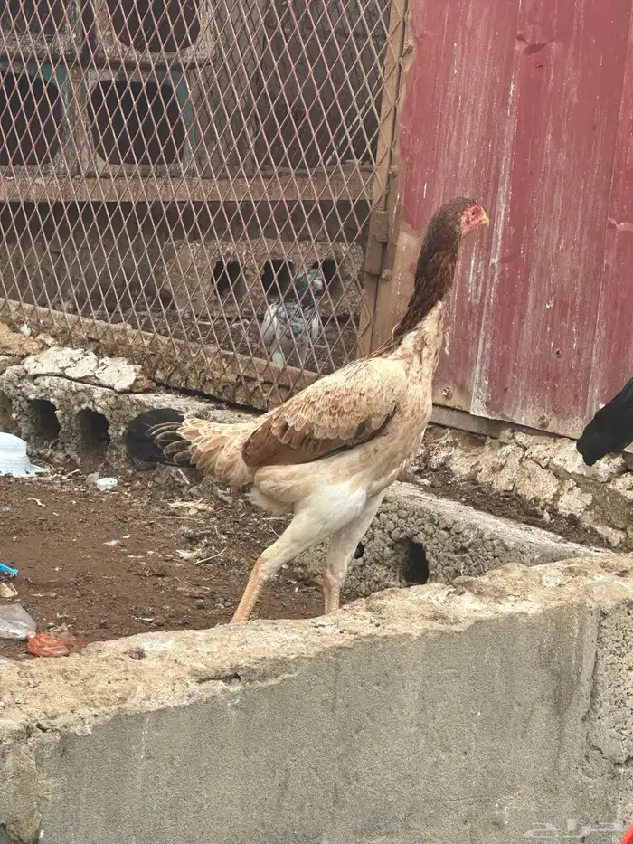 ديك شامو ياباني ودجاجه 7