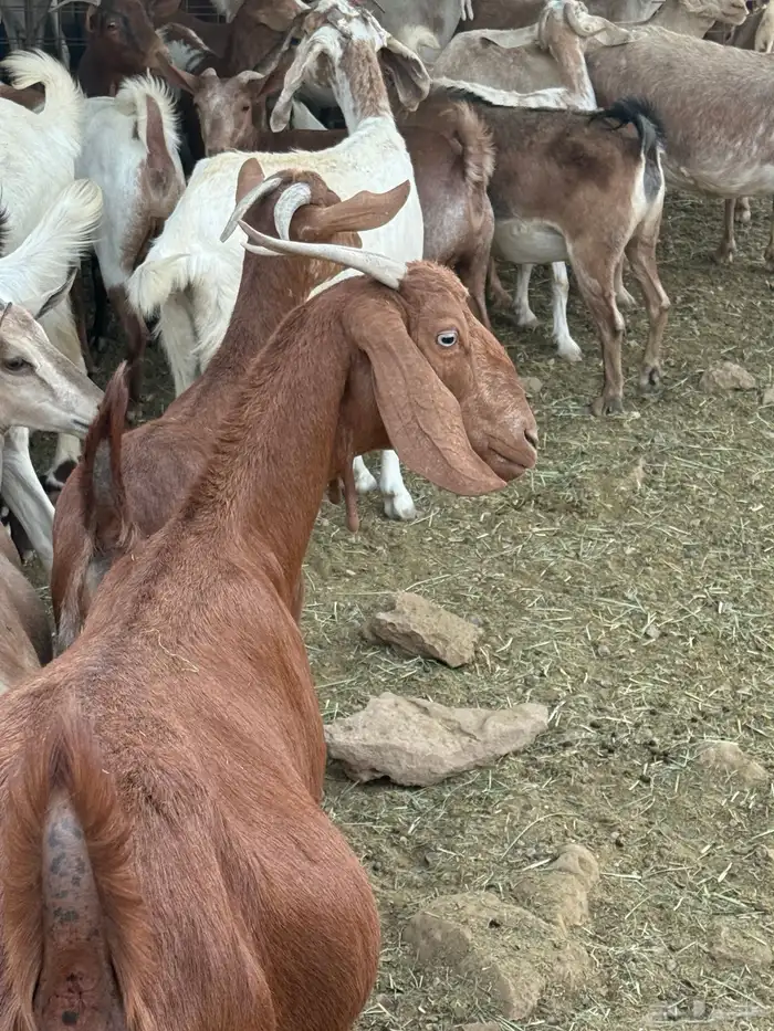 معزا جنوبيه عددها 50دفيع 0