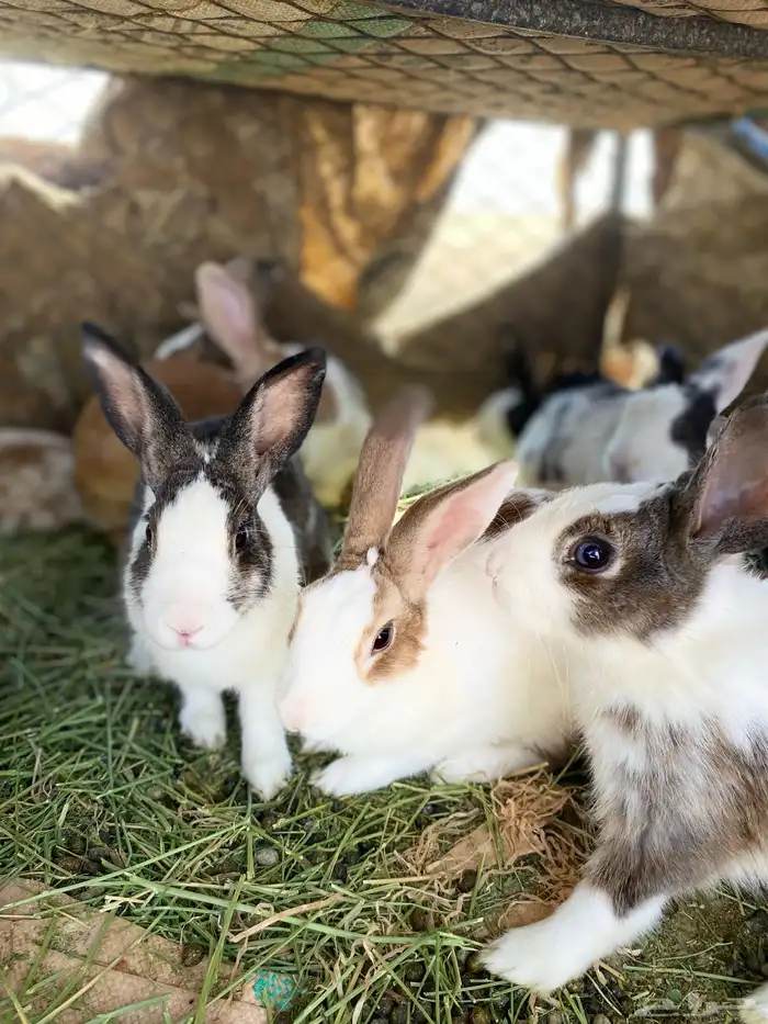 أرانب للبيع 12