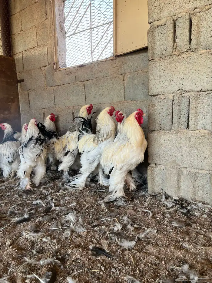 للبيع ديكه براهما كولمبي 2