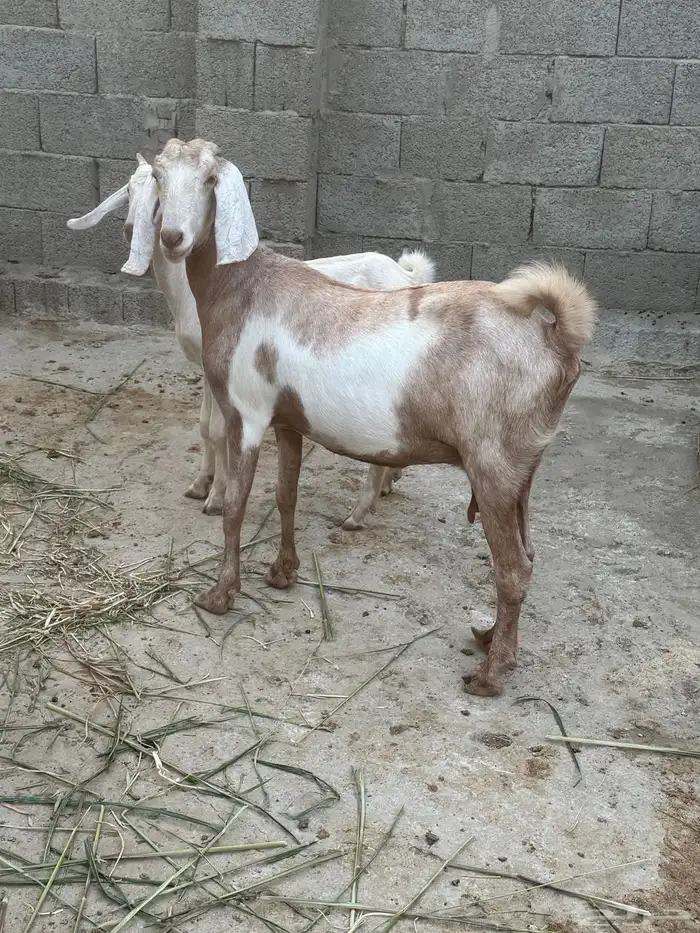 عنز تحتها تيس 0