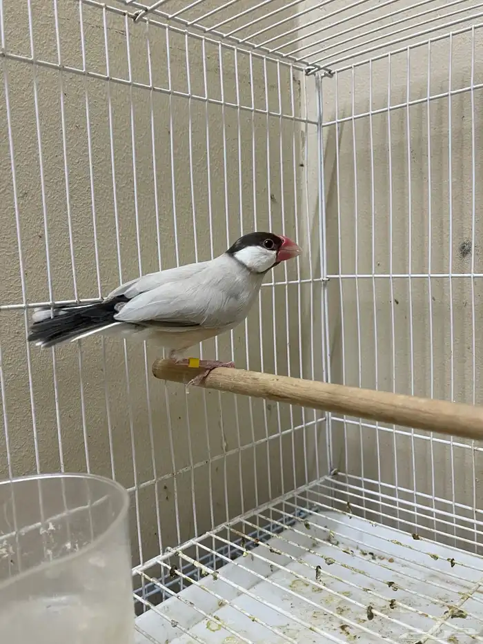 ذكر جاوا طفرة 6