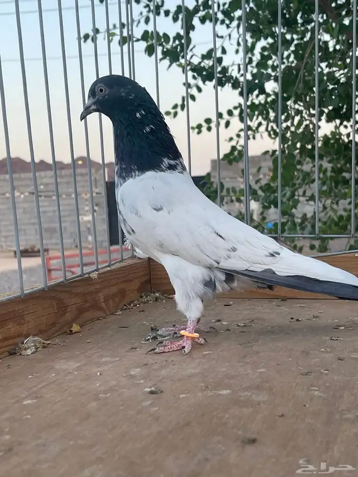 للبيع زوج تيدي سخي 4