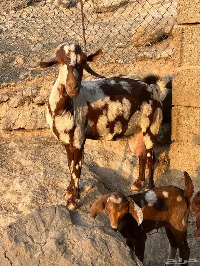 معزا مناتيج 1