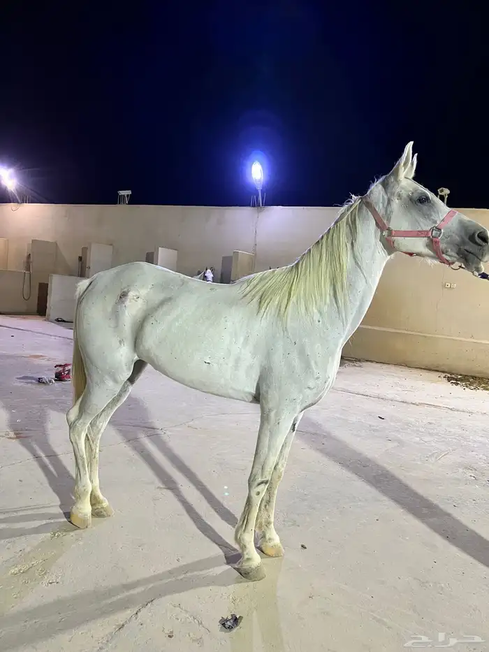 فرس شعبيه للبيع 1