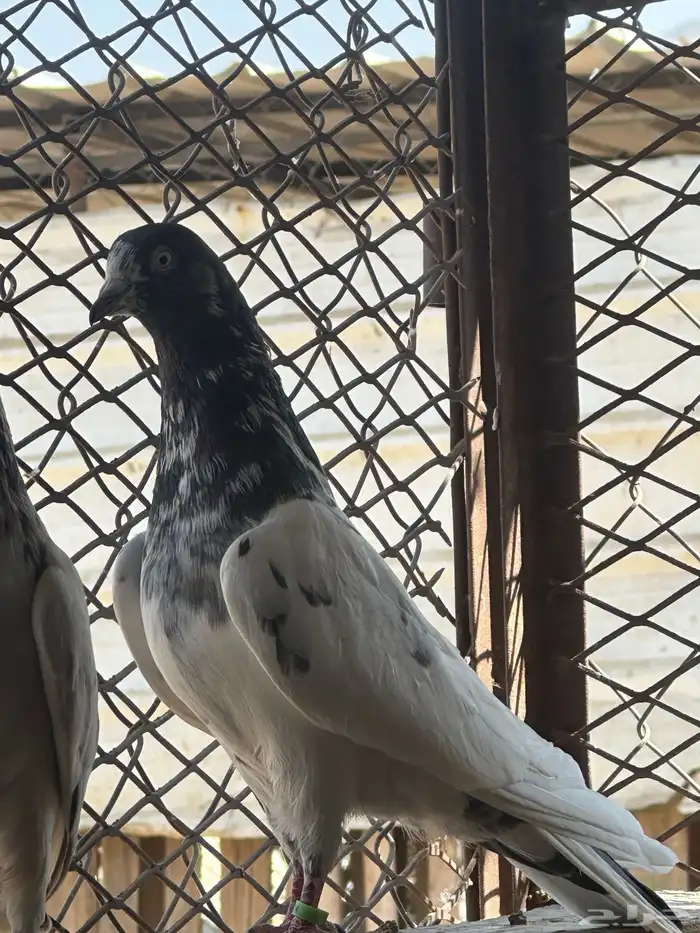 تيدي 2