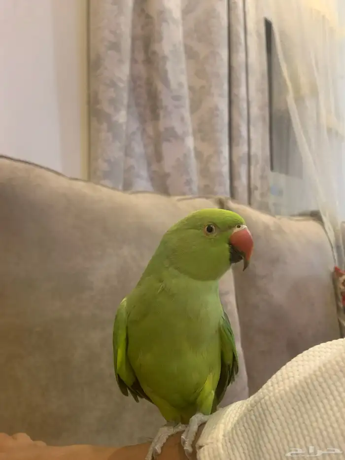 بغبغاء 4