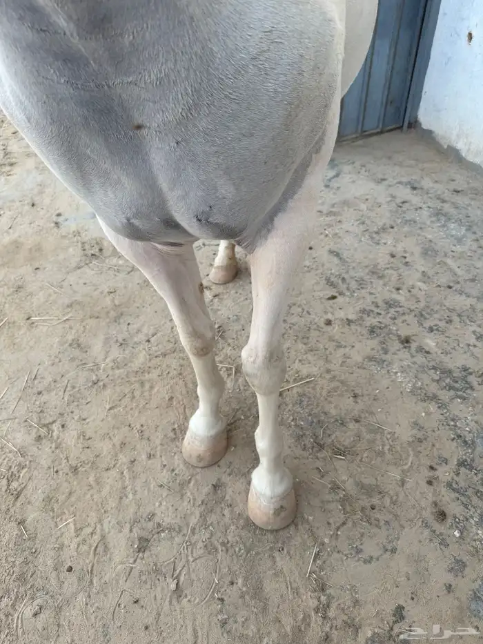 فرس شعبيه لقاح للبيع 1