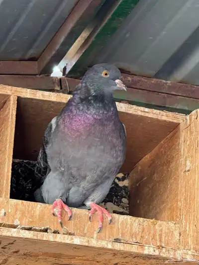 للبيع مجموعة حمام زينة index