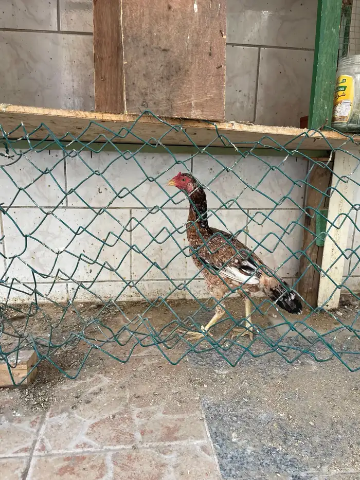 دجاج باكستاني سندي 2