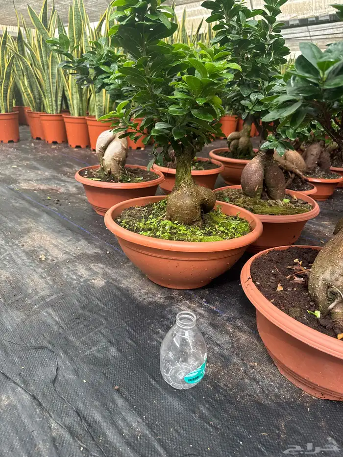 نباتات وأشجار طبيعي 0