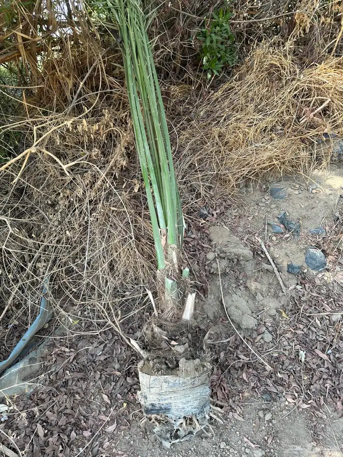 يوجد لدين مجذو 1