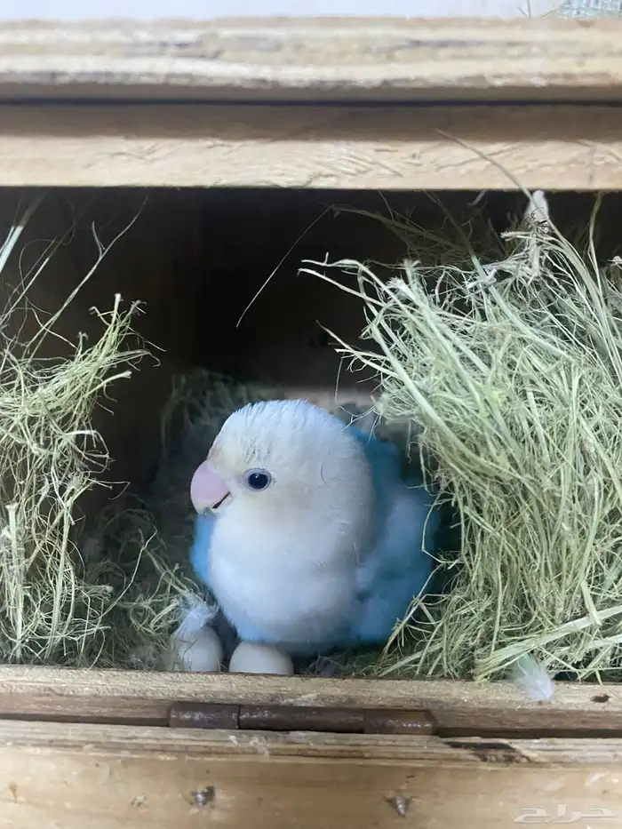 زواج روز منتج شرط 0