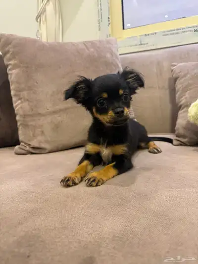 كلاب شيواوا index