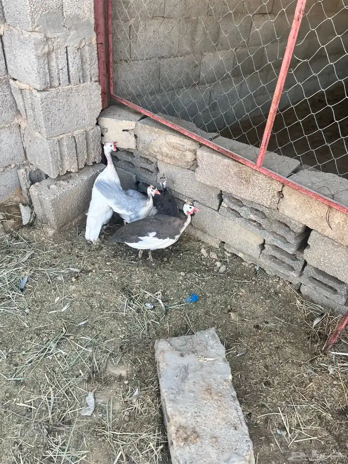 طقم دجاج حبشي 4