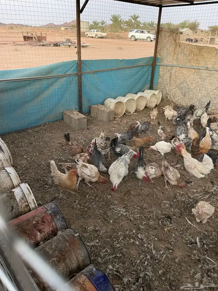 دجاج بلدي للبيع 1