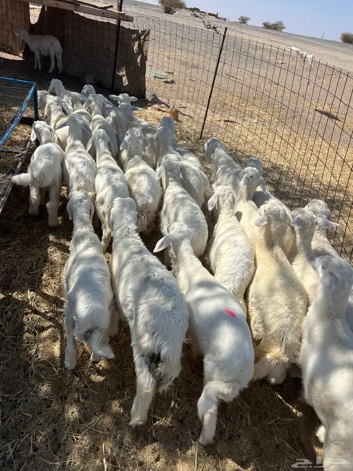 بهم تربيه من شهرين ونص إلى ثلاثة بهم نظيف العدد45 راس 10