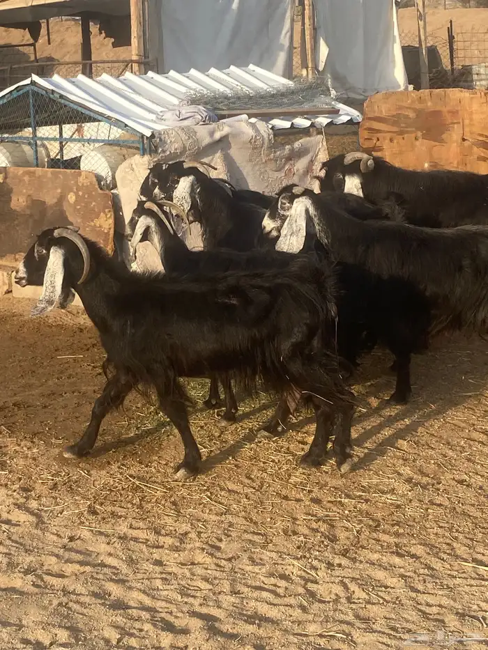 معزا عوارض 0