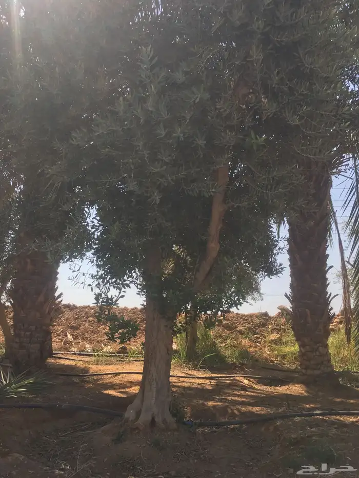 شجرزينون اشجار زيتون زيتون معمر 5