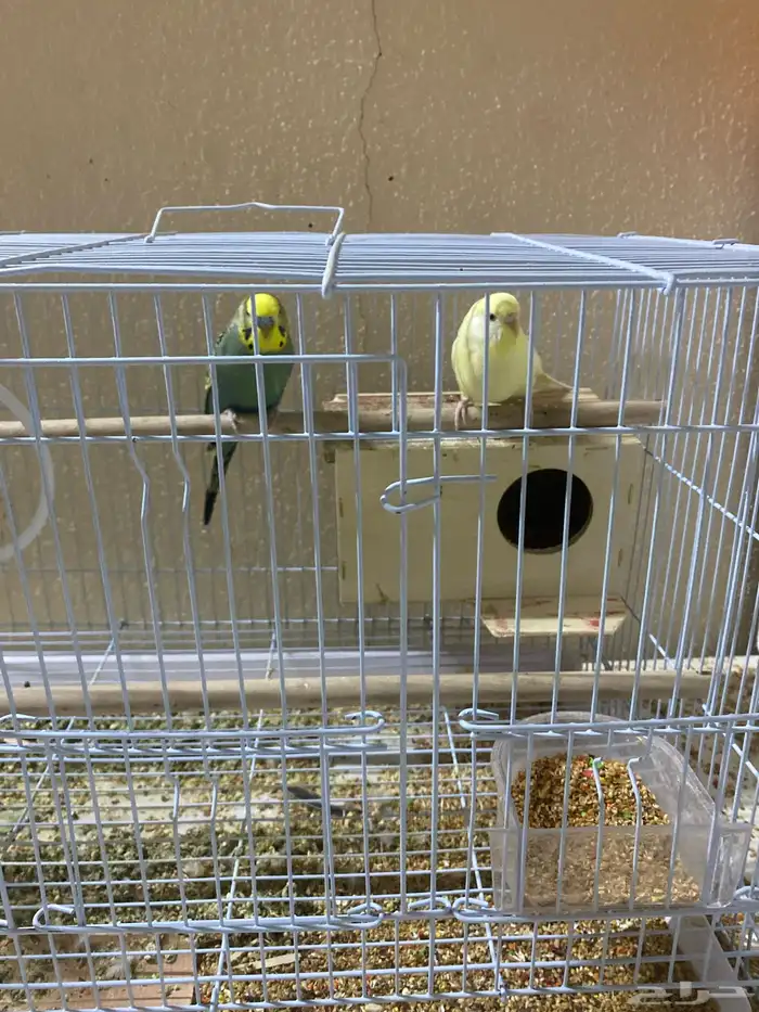 طيور حب غير اليف 0