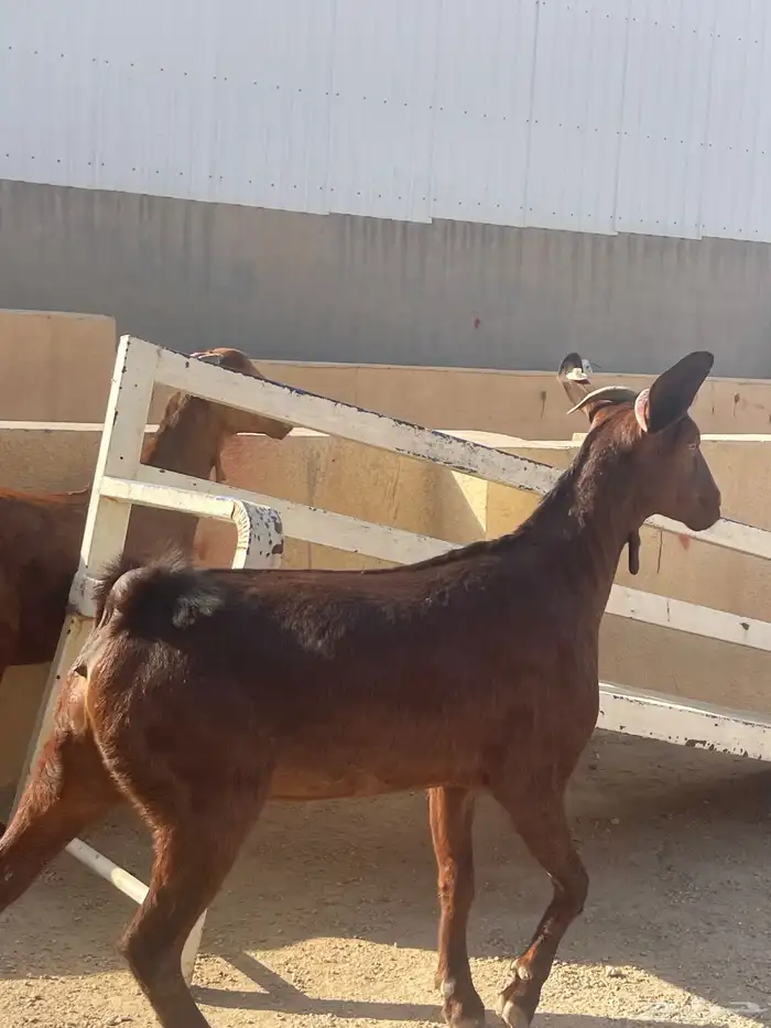 جفار جبلية جنوبيه 7