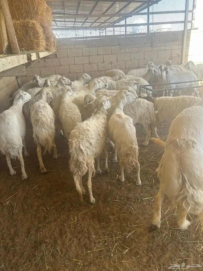 سوق غرب الرياض بن جربوع 6