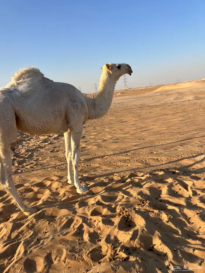 بكره وضحاء 1