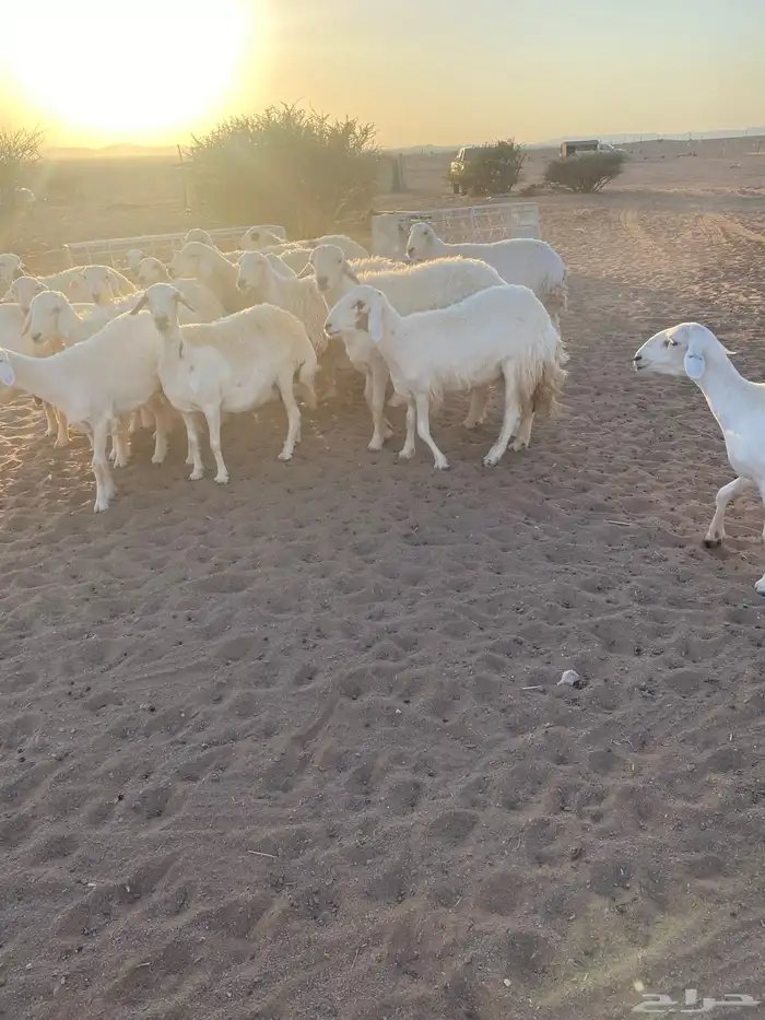 حريا 18 ولد 2 والباقي مفاصيل قريب ودفيع 3