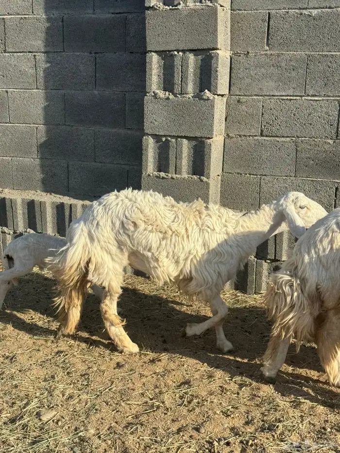 رخال صنف دفيع 12