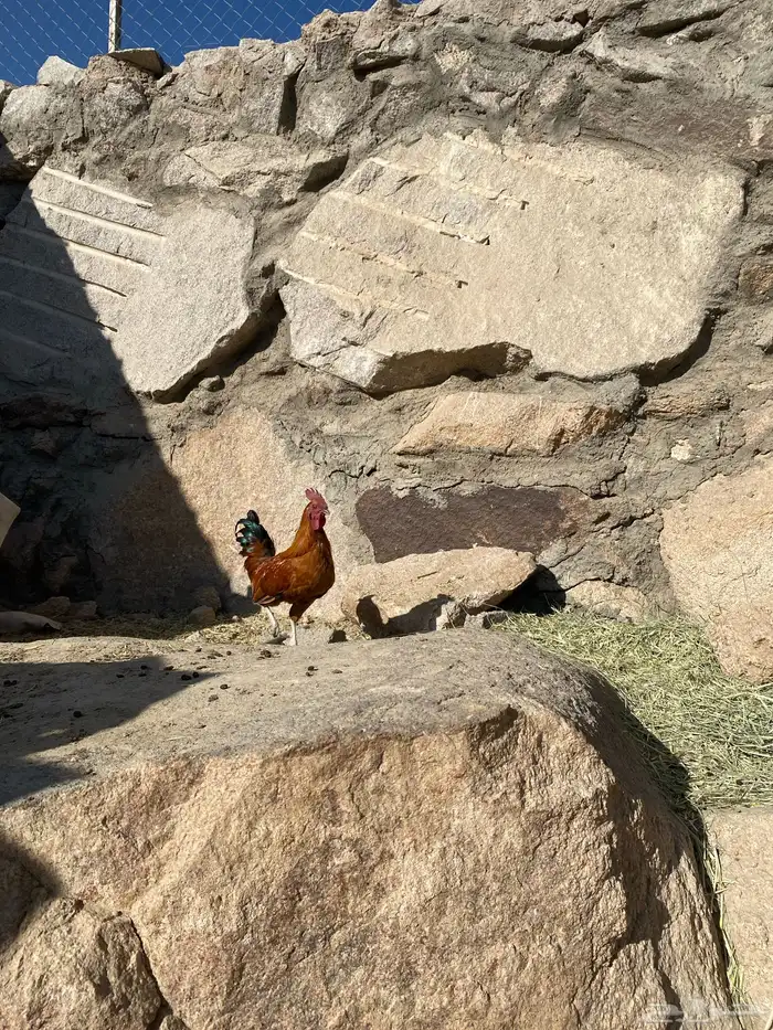 دجاج عربي 5