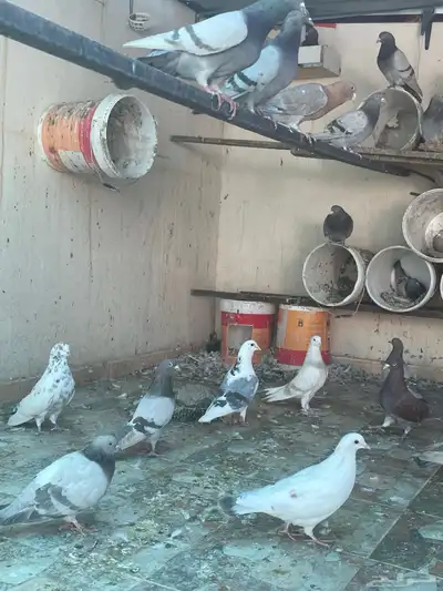 حمام فرنسي سيلفر index