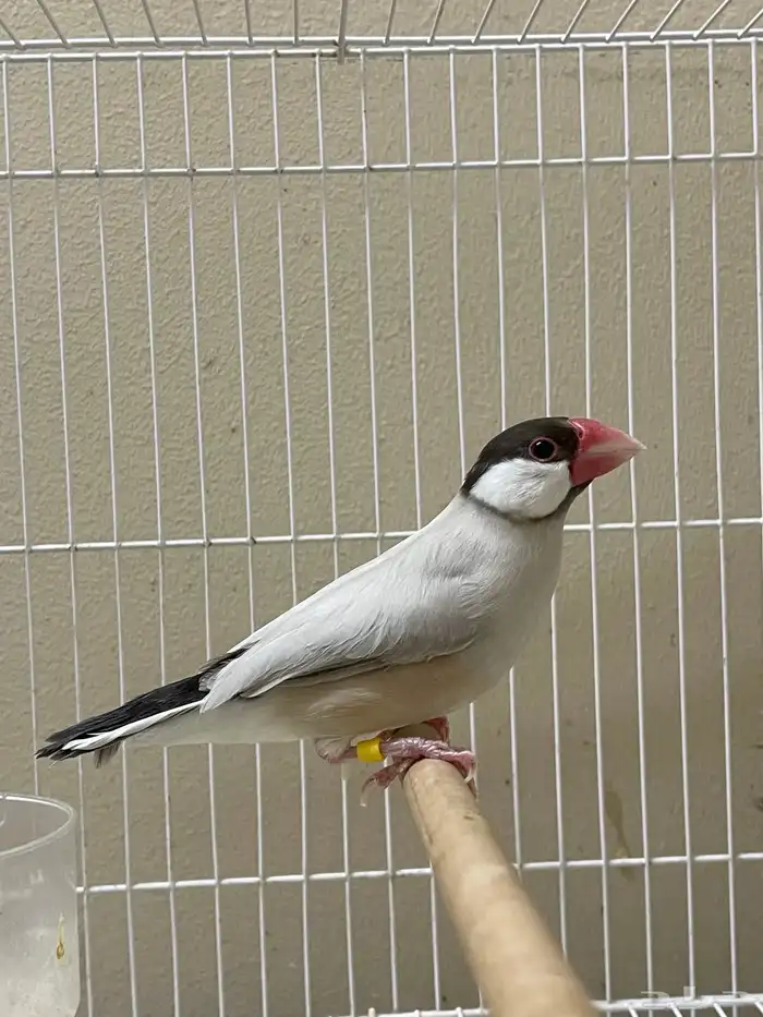 ذكر جاوا طفرة 1