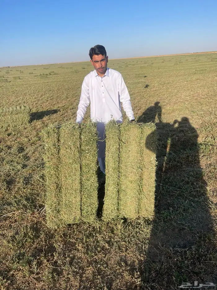 رشاش برسيم محوري للإيجار 0