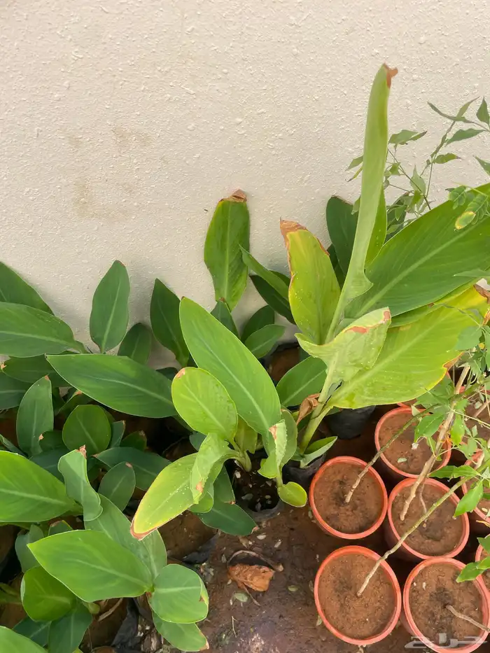 جميع الشتلات المعروضه ب 3 ريال بس العرض لنفاذ الكميه 14