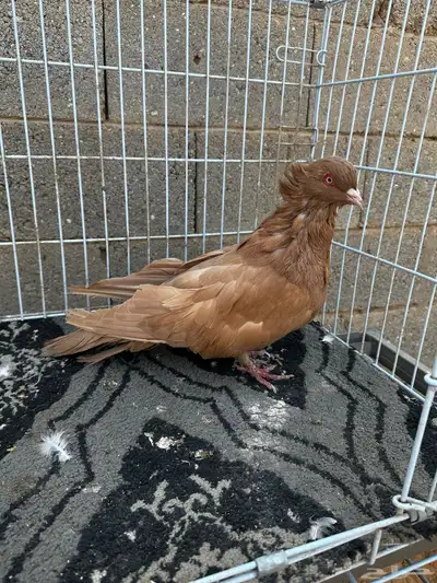 ذكر مصري اصفر مقبع index