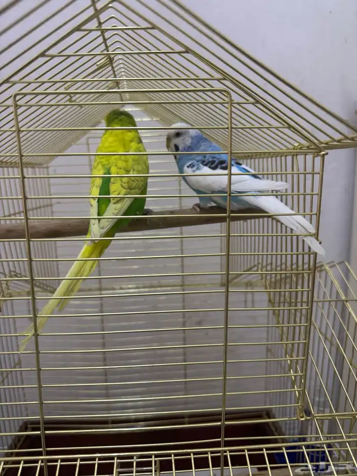 عصافير بادجى طيور الحب 0