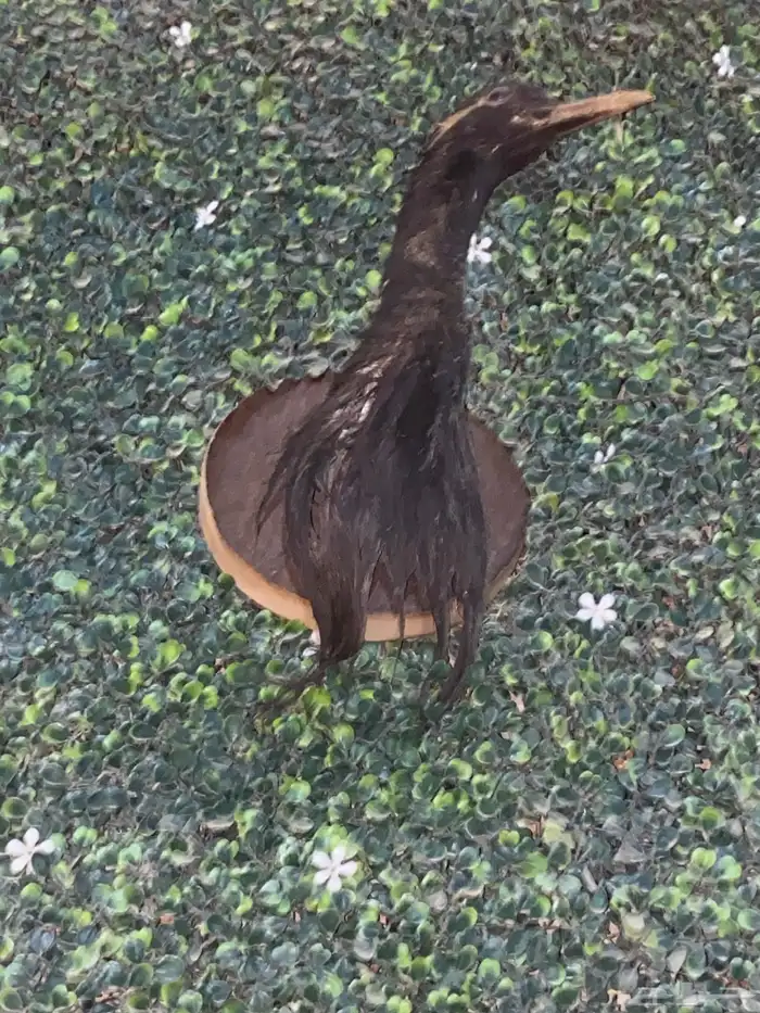 طيور محنطه 1