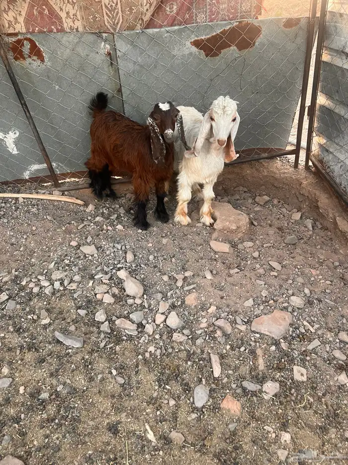 تيوس مخاصي وتيوس صغار 1