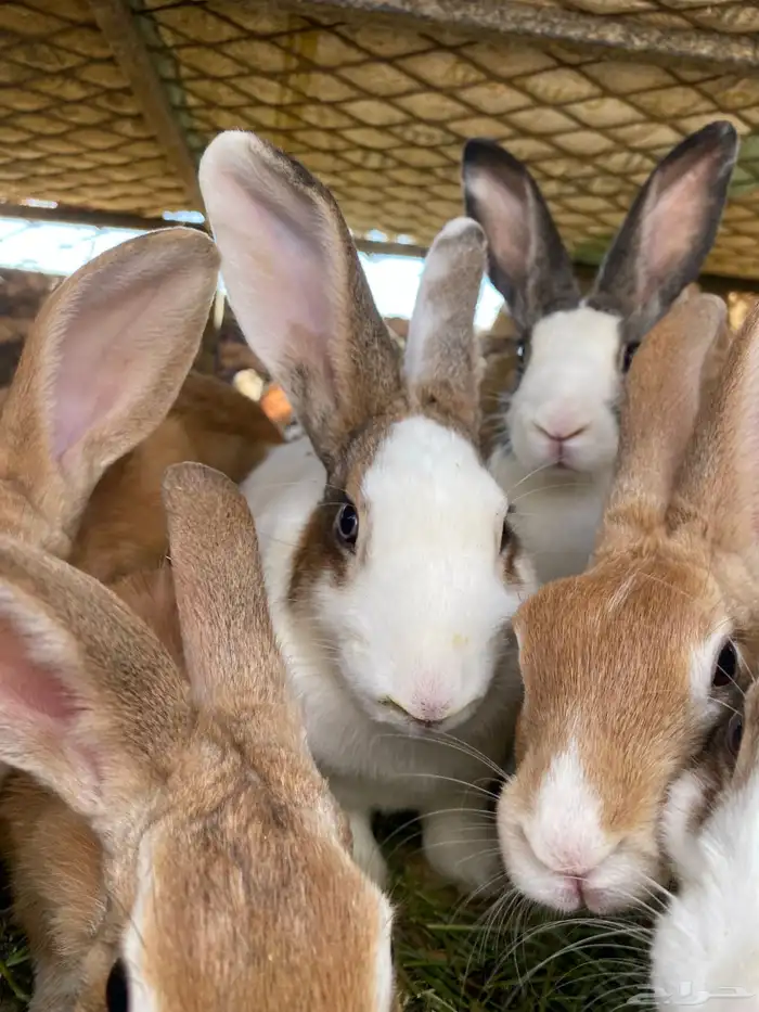 أرانب للبيع 1