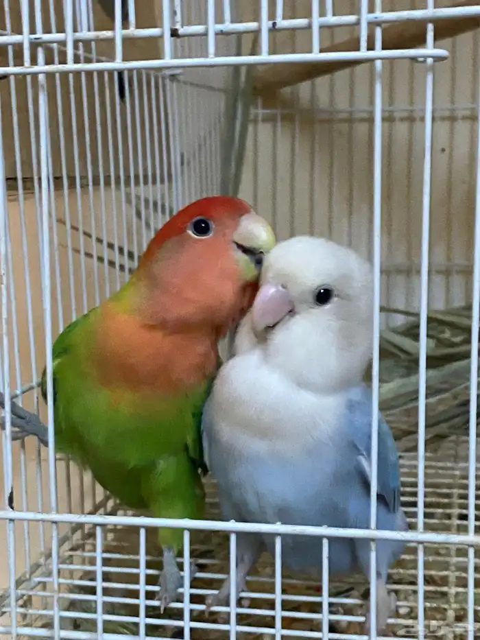 زواج روز منتج شرط 6