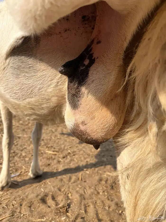 نعجة تحتها طلي 9