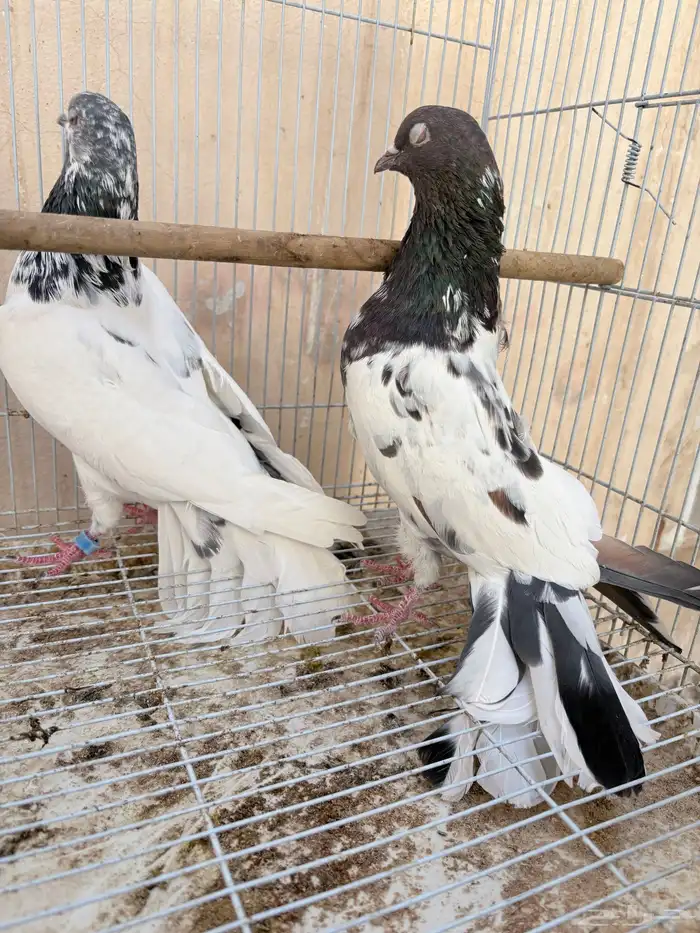 جوز حمام باكستاني تيدي و قولد 4