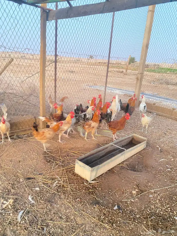 اللبيع ديكه 1