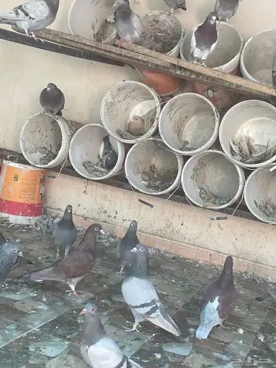 حمام فرنسي سيلفر index