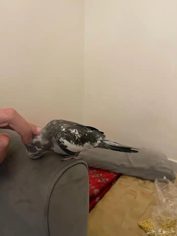 كروان هولندي 1