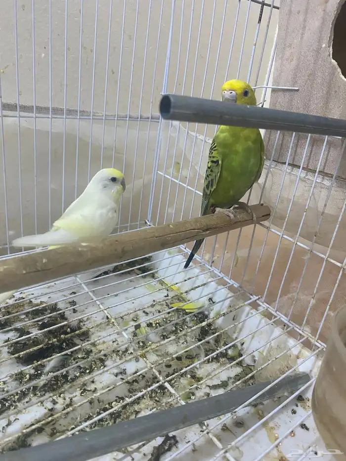 طيور بادجي 2