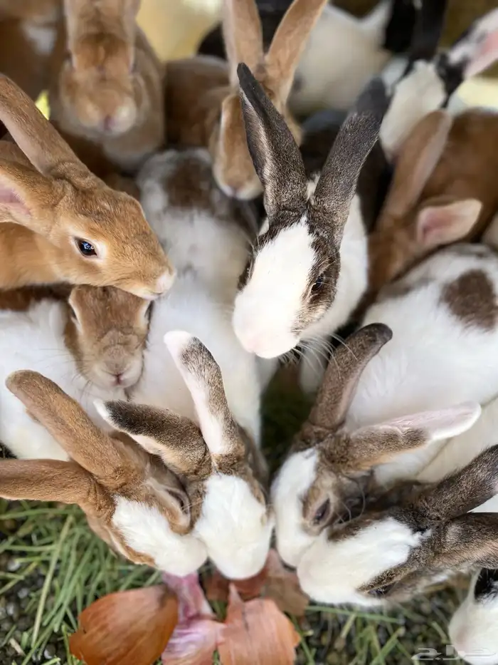 أرانب للبيع 5