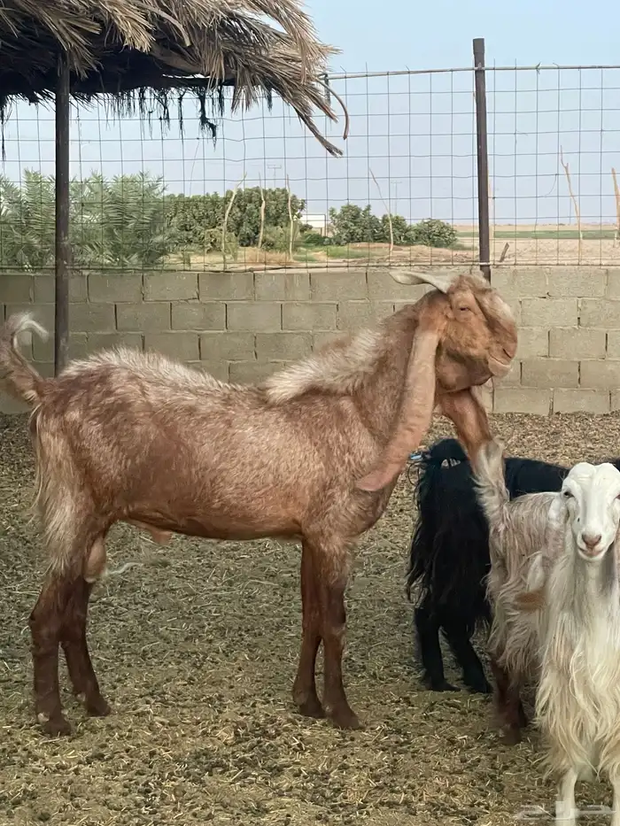 تيس هولندي للبيع شرط يظرب 0