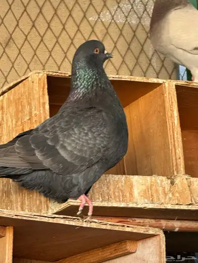 للبيع مجموعة حمام زينة index